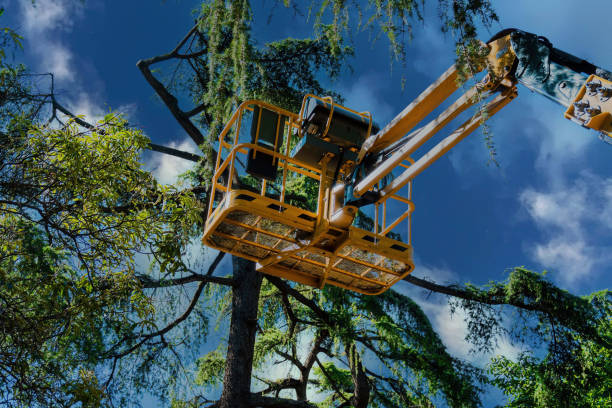 Reliable Leisure Village West, NJ Tree Service Solutions